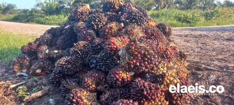 BBM Naik, Buah Sawit Terancam Busuk 