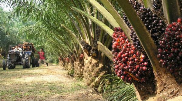 Ada Teknologi, Kaum Milenial Diminta Tak Ragu Jadi Petani Sawit