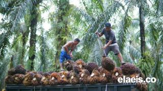 Turun Tipis, Harga Sawit Riau Dibanderol Rp2.523/Kg