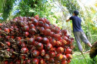 Meski CPO Turun, Harga Resmi TBS di Jambi Naik