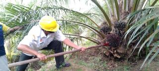 Berkas Belum Lengkap, 1.061 Hektare Kebun Sawit di Sanggau Tertunda PSR