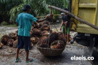 Waduh, Harga Sawit Riau Turun Lagi