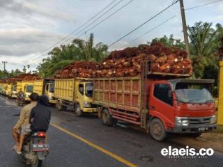 Harga Sawit Bengkulu Naik Rp200/Kg