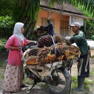 Petani Swadaya Terus Didorong Berhimpun di Kelembagaan, ini Gunanya