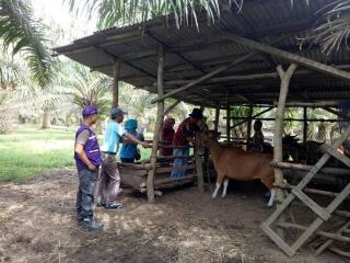 Dua Daerah ini Cocok untuk Pengembangan Integrasi Sapi-Sawit