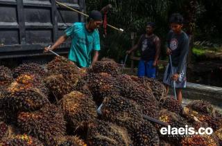 Naik, Harga Sawit Kalbar Rp2.357,95/Kg