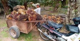 Pengecer BBM Tak Jualan, Petani Kelimpungan Jual Hasil Panen