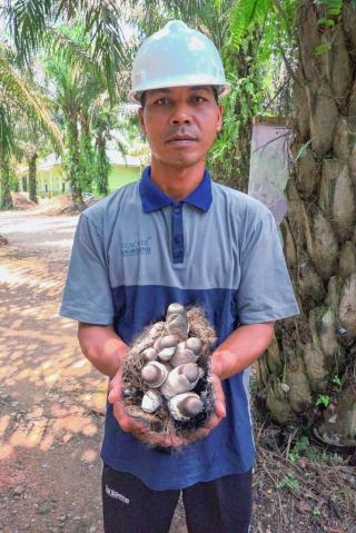 Kebun Sawit Organik ala Ustadz Imron