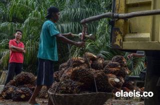 Dampak Langka dan Mahalnya BBM, Harga Sawit di Sanggau Rp400/Kg