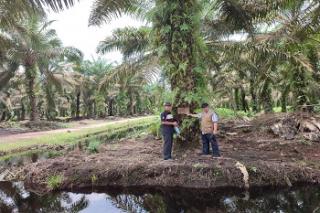 Audit Tata Kelola, Perusahaan Kelapa Sawit Jalani Uji Petik