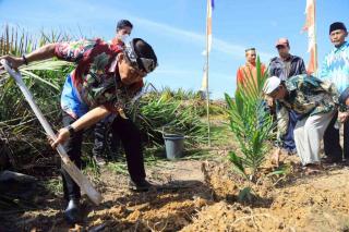 Gubernur Kaltara Harap Petani Galakkan Tanaman Sela di Lahan PSR 