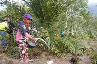 Begini Cara Petani Sawit Siasati Mahalnya Pupuk Non Subsidi