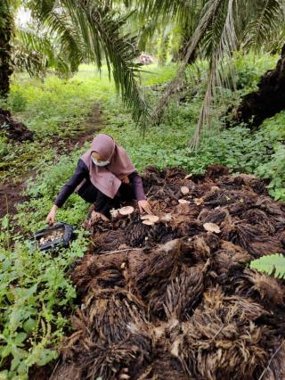 Manfaatkan TKKS, Petani Bisa Dapat Rp 18 Juta per Bulan