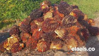 Beda dengan Timur, Harga Sawit di Aceh Bagian Barat Naik jadi Rp2.235/Kg