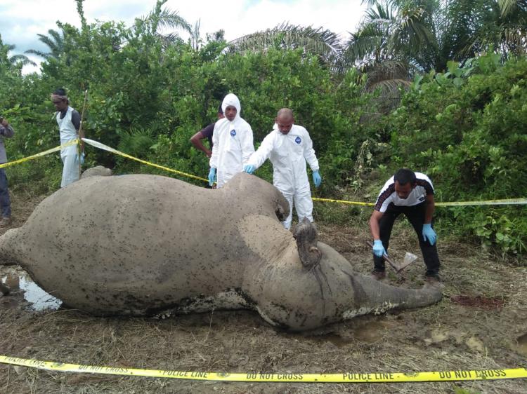 Gajah Liar Mati Usai Obrak-abrik Gubuk di Kebun Sawit