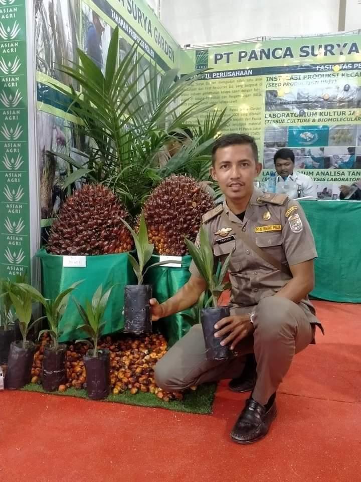 3 Varietas Ini Paling Disukai Petani Sawit Di Bengkulu