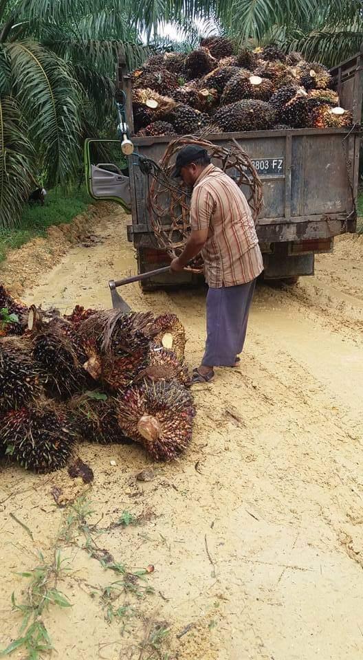 Hujan dan Trek Menyebabkan Harga TBS Naik