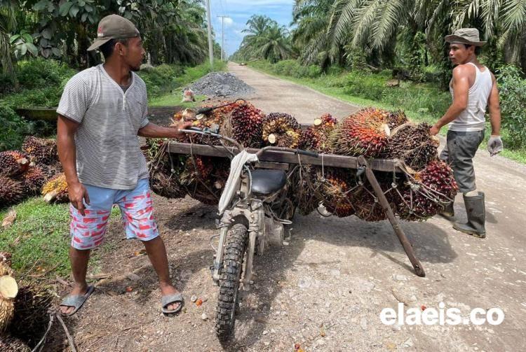 APKASINDO Dukung Bahan Baku Bensa dari Kebun Sawit Petani