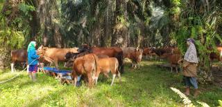 Bukan di Kebun Sawit, Giant Ranch Mau Dibangun di Lahan Khusus