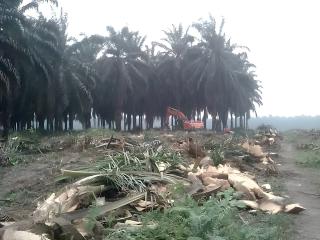 Saat Replanting, Pohon Sawit yang Sudah Dicincang Jangan Dibuang