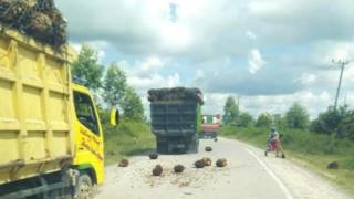 Tanpa Pengaman, Truk Bermuatan TBS Ancam Keselamatan Pengguna Jalan