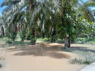 Banjir, Produksi Kelapa Sawit di Wilayah Kalbar Terganggu