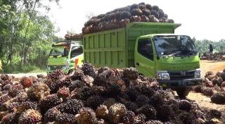 Akhirnya Disbun Riau Tetapkan Harga Sawit Rp2.500/Kg