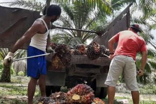 Harga Resmi TBS Jambi Makin Moncer, Tapi di Lapangan Masih Seribuan