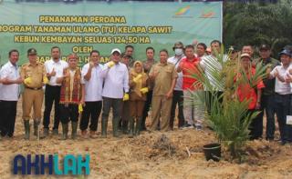 Beberapa Aspek ini Menentukan Keberhasilan Replanting Sawit