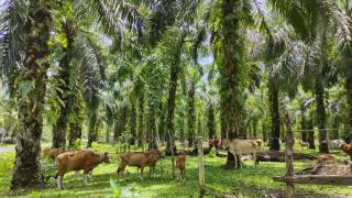 Ternak Sapi di Kebun Sawit Ibarat Tabungan Bergerak