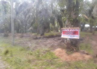 Banyak yang Jual Kebun Sawit di Daerah ini, Peminat Diingatkan Hati-hati