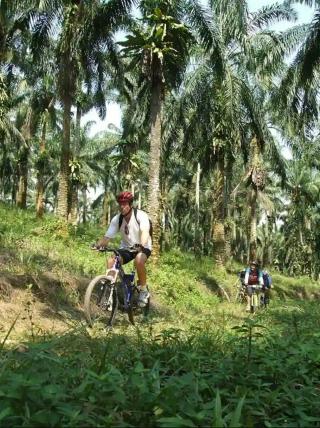 Daerah ini Mau Jadikan Kebun Sawit Sebagai Kawasan Agrowisata 