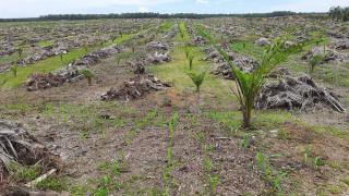 Mengejar Swasembada dengan Integrasi Jagung dan Sawit