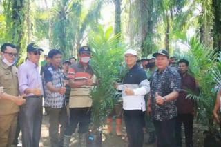 Kalau Sudah Siklusnya, Petani Diminta Segera Lakukan Replanting