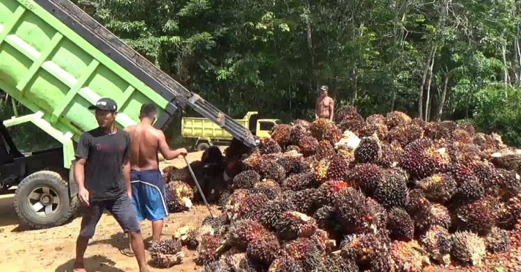 Kesejahteraan Petani Kelapa Sawit di Bengkulu Meningkat