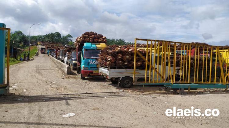 Kelapa Sawit, Komoditi Paling Aman Jika Terjadi Resesi