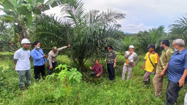 Sawit Bakal Gantikan Ekonomi Berbasis SDA Yang Tak Terbarukan - Elaeis