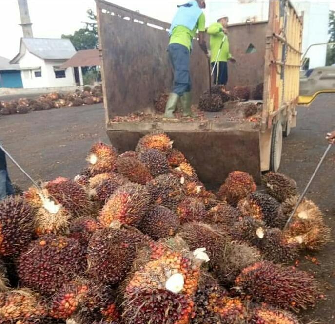 Harga TBS Babel Naik, di Tingkat Petani Swadaya Tembus Rp 2.000/Kg