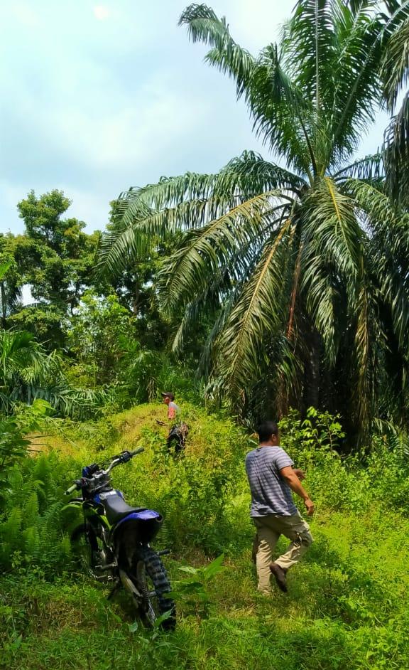 Soal Perpanjangan HGU PT EDI, Bupati Rohul Diminta Bela Warganya