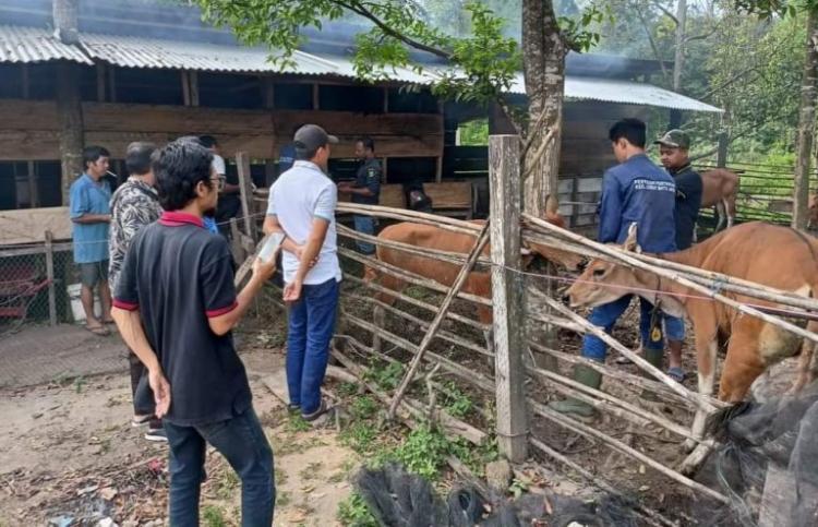 Petani Sawit Sumringah Dapat Bantuan Sapi Bali