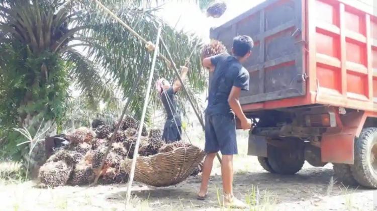 Realisasi Pajak Rp 1,9 Trilyun, Kontribusi Kelapa Sawit Capai 24 Persen