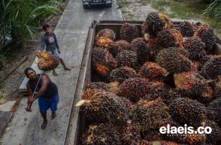 Pungutan Ekspor Sawit Gratis Sudah Okeee..., Bea Keluar Kek Mana?