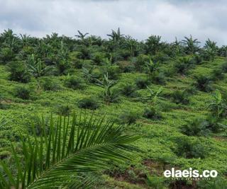 Terungkap, Duta Palma Ternyata Caplok Lahan Masyarakat Inhu untuk Perkebunan Sawit