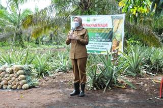 Panen Perdana Nanas Pola Tumpang Sari di Kebun Sawit Sukses, tapi...