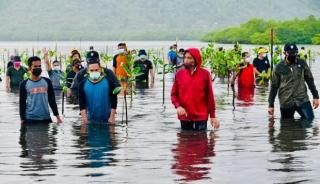 BRGM Kucurkan Rp90 Miliar Untuk Rehabilitasi Mangrove di Riau
