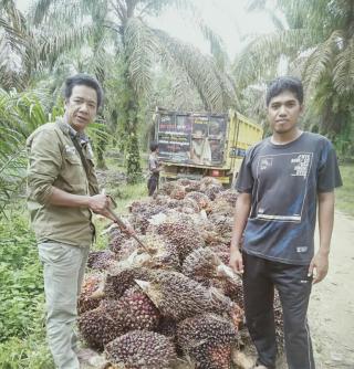 Harga TBS di Jambi Terus Membubung Mendekati Rp 2.800/Kg