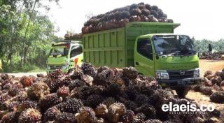 Tertinggi di Indonesia, Harga Sawit Sumbar Rp2.869,31/Kg