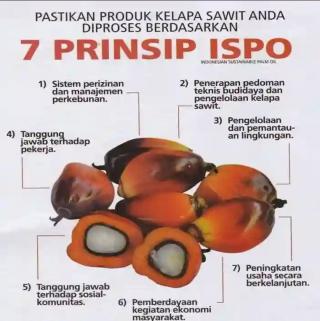 Sertifikasi ISPO Butuh Insentif Sebagai Perangsang