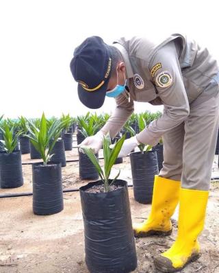 Bagus Tidaknya Produksi Sawit, 40 Persen Ditentukan Oleh Kualitas Bibit