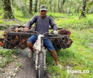 Bahagianya Petani Sulbar Saat Ini, Harga Sawit Naik Terus, Segini per Kilogramnya 